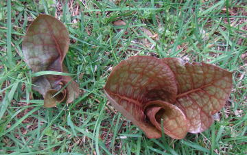 跡見群芳譜(野草譜 ウバユリ)